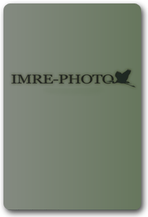 Imre-Photo